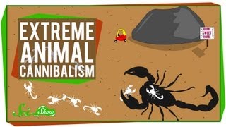 Extreme Animal Cannibalism [upl. by Loella791]