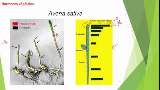 S5 Croissance et développement des plantes Les Phytohormones I 12 [upl. by Gilleod]