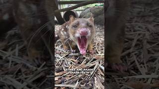 Quoll  Ever Heard Of This Animal [upl. by Yrome551]