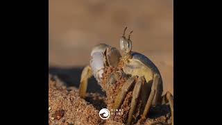 Crabs  Ras Mohammed National Park  Sharm El Sheikh  Red Sea Marine Life  Egypt [upl. by Brier856]