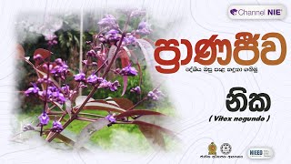 නික  Vitex negundo  ප්‍රාණජිව  දේශීය ඔසු පැළ හදුනා ගනිමු [upl. by Dnomso323]