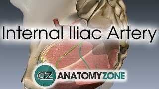 Internal Iliac Artery [upl. by Leoine]