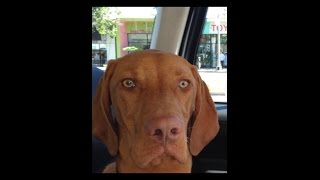 HOW VIZSLAS PASS TIME IN THE CAR [upl. by Maddis]