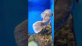 Another one fugu fish Takeshima Aquarium [upl. by Assenej]