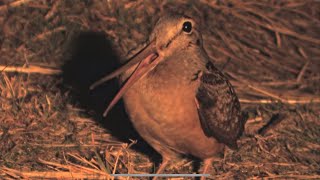 The Amazing Performance of the American Woodcock [upl. by Dorinda]