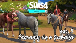 Koniara 5 🐴 Barabara koni  czy będzie z tego źrebię 🤭 RANCZO The Sims 4 [upl. by Uah872]