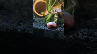 🕷️🦀 Micro Spider Crab🐏🐌Ramshorn Snail🌶️ Chilli Rasboras🦐 Neocaridina Shrimp waterspeaks snoopdogg [upl. by Lipkin]