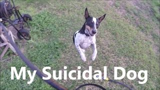 My Suicidal Dog [upl. by Cressida]