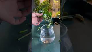 Philodendron Melanochrysum plants houseplant propagation propagation indoorplants plant [upl. by Alla]