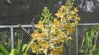 Grammatophyllum speciosum [upl. by Adnov]