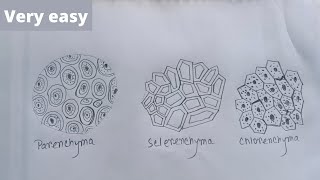 How to draw parenchyma collenchyma and sclerenchyma [upl. by Hsetim]