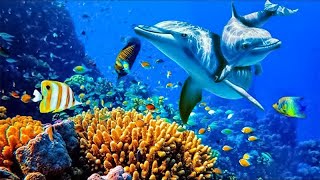 Relaxing Music to Relieve Stress Anxiety and Depression • Mind Body 🐬 Soothing music for nerves [upl. by Aryt]