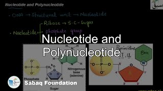 Nucleotide and Polynucleotide Biology Lecture  Sabaqpk [upl. by Relyat]