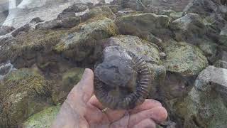 Saltwick Bay Fossil Hunt ammonites fossils [upl. by Anasus]