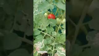 My homegrown tomatoes [upl. by Curzon]