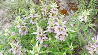 Mondays with Martha 164  Horsemint [upl. by Adnerol]