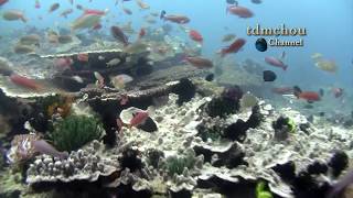 Viajero  ANILAO Underwater Impressions [upl. by Maddocks]