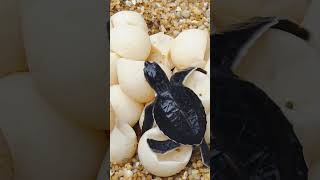 10 Facts About Turtles for kids Educational turtle videos Learning about turtles turtlefacts [upl. by Lou]