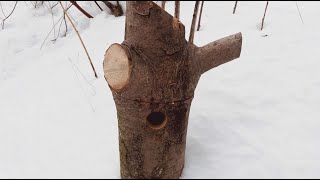 Selbst bauen Nistkasten in einem Baumstamm [upl. by Seniag]