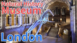 Natural History Museum in London [upl. by Amarillas300]