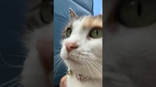 big back ⁉️ funny preppyslay cat cute viralshorts fyp youtubeshorts [upl. by Gaylor]