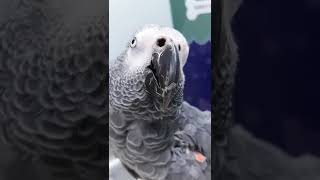 Rhinolith in birds🦜shorts shortsvideo parrots birds veterinarymedicine birdlovers feathers [upl. by Sarge539]