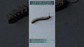 A longflange millipede exploring its way in Los Baños Laguna Philippines [upl. by Anuhsal]