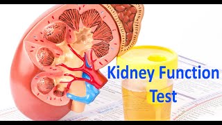 Renal Chemistry Test تحليل وظائف الكلى [upl. by Ardnikal]