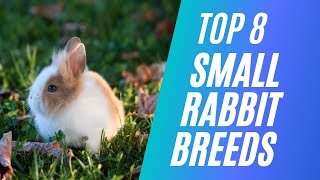 Top 8 Small Rabbit Breeds [upl. by Adriano433]