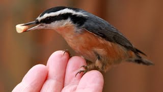 Hand feeding nuthatches [upl. by Aynwat803]