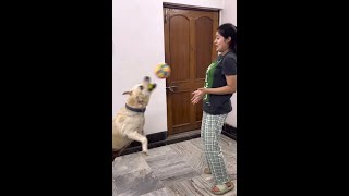 Shriya Joshi Live With Dog [upl. by Refynnej]