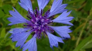 Fiordaliso Centaurea Cyanus medicinal plant [upl. by Stirling225]