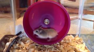 10 Hours Richard the Hamster in his Hamster Wheel 1080HD SlowTV [upl. by Woodward]