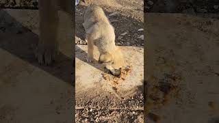 ORMANIN EN ŞİRİNİNE KONSERVE ZİYAFETİ youtube köpek kopek kopekler animals youtubeshorts [upl. by Ayal178]