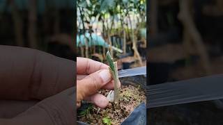 Rootstock grafting amp feeding seedlings EP650 [upl. by Yona]