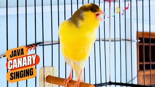 Canary Singing Bird Sounds [upl. by Broadbent]