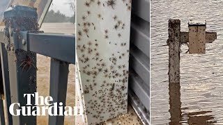 Look at them all Spiders escape to higher ground during NSW floods [upl. by Amias400]