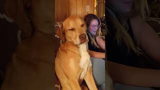 Hilariously Tired Dog Tries Not To Fall Asleep [upl. by Arnuad]