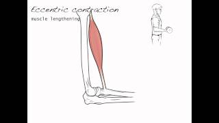 Contraction types skeletal muscle 4 [upl. by Ayam]