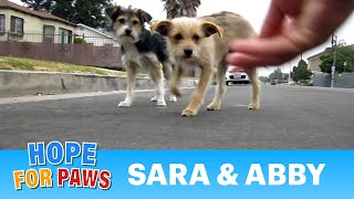 Dog rescue Sara amp Abby Please share and help us find them a loving forever home dogs [upl. by Pachton]