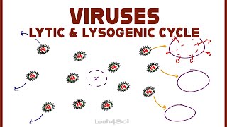 Lytic and Lysogenic Cycles of Virus Replication [upl. by Rockwood803]