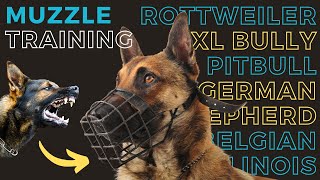 Expert Tips on How to Muzzle Train Your Dog for Safety and Comfort 🐾  Best Muzzles Recommended [upl. by Erlene752]