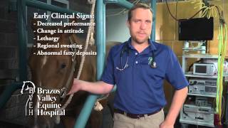 Equine Cushings  Pituitary Dysfunction [upl. by Conan]