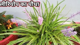 Liriope plant caring tips [upl. by Zakaria535]