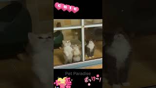 36 Try Not To Laugh Pets Cat Dog Videos 😹🐶🐨🐼 funny cute reels [upl. by Llerol]