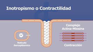 Propiedades del corazón  Inotropismo o Contractilidad [upl. by Kurland]