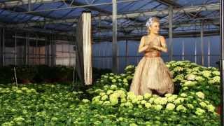 Hortensia Making Of  Made By Pellens Hortensien [upl. by Nanreit944]