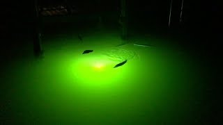 Fishing Snook Lights Best Lures amp Tactics For Catching Snook At Night [upl. by Yarb]