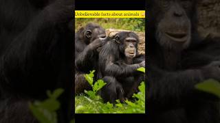 Chimpanzees useMatricaria chamomillaleaves to protect themselves from lice [upl. by Ainotal]