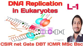 Eukaryotic DNA ReplicationL1 Basic concepts of Eukaryotic DNA Replicationreplication Eukaryotes [upl. by Aihsad875]